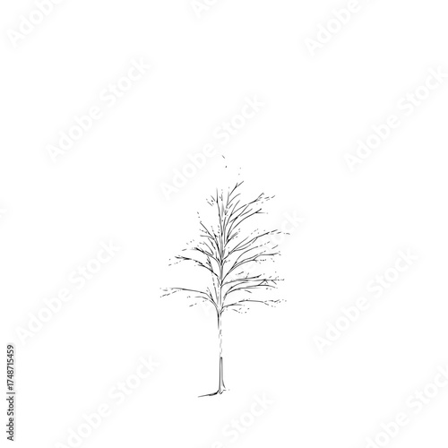 Illustration of a group of birch trees with thin branches and sparse foliage in a minimalist style drawing
