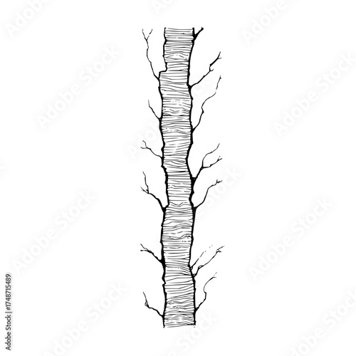 A detailed sketch of a bare tree with intricate branches against a stark white background in black ink