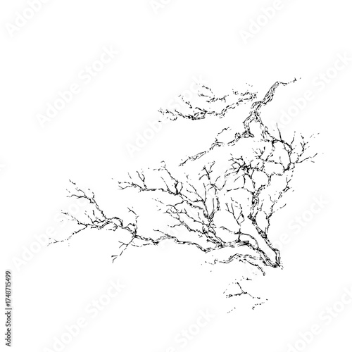 A minimalist sketch of a solitary tree with bare branches against a stark white background in monochrome style