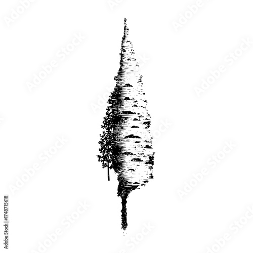 Illustration of a forest of birch trees with black and white bark and thin branches in a vertical view