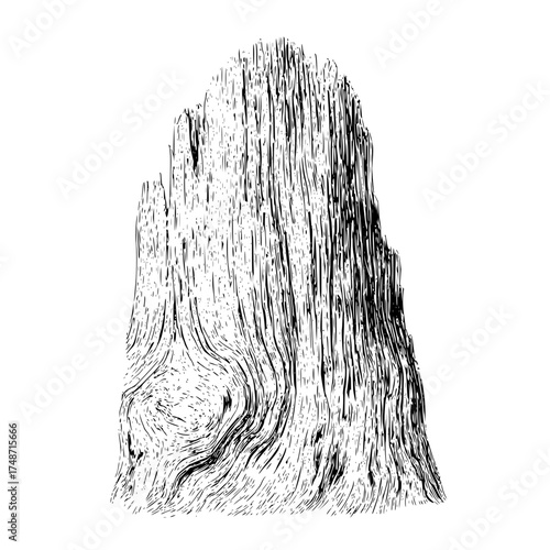 Illustration of a dense forest with tall thin trees in black and white with detailed bark textures and lines