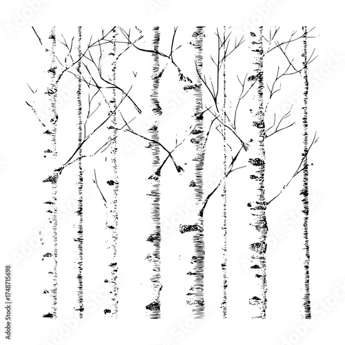 Illustration of two birch trees with bare branches in black and white on a white background
