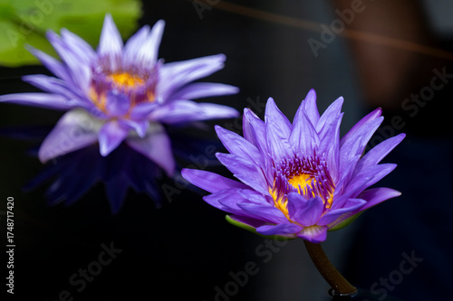 purple water lily