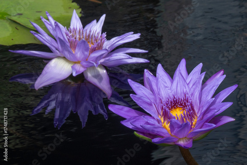 purple water lily