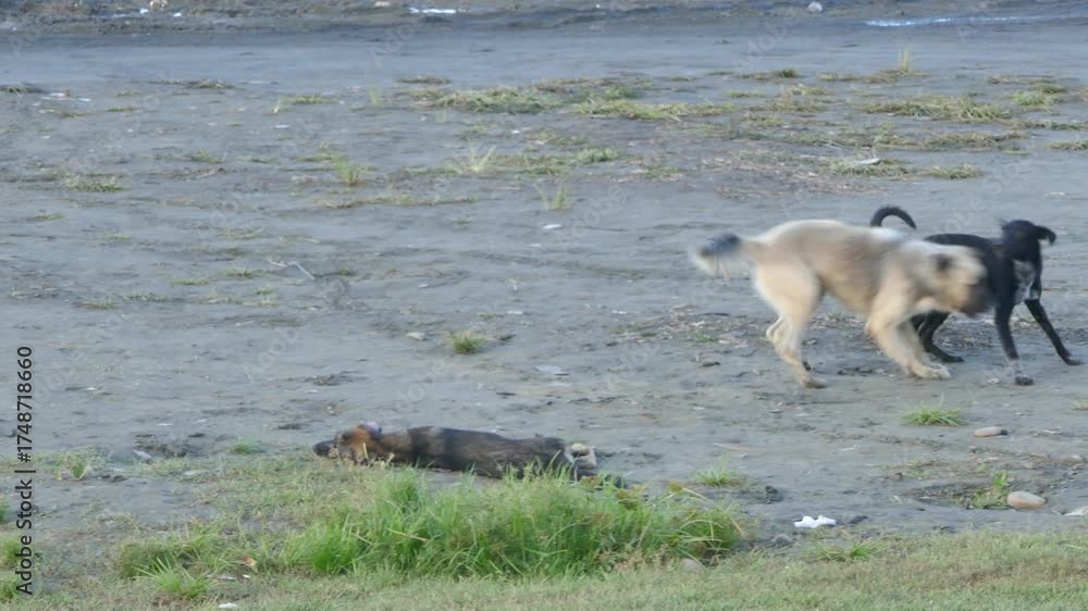 Pics Rough Behaviour Stray dogs engage in rough play on sandy terrain, one leaping ...