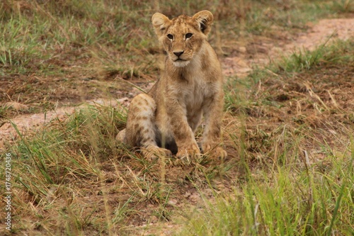 Lying lions in Masai Mara national reserve in Kenya, East Africa
