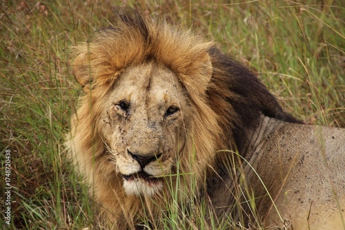 Lying lions in Masai Mara national reserve in Kenya, East Africa