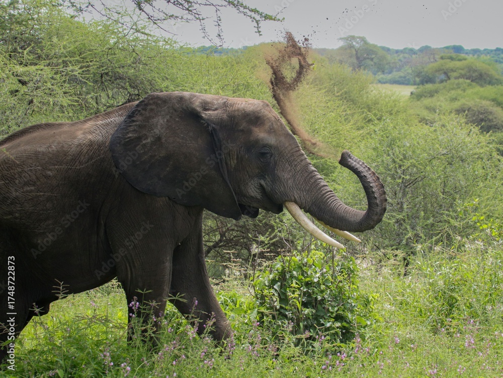 Obraz premium African Elephants