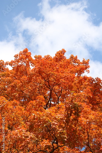 autumn tree and blue sky in the park in the fall season