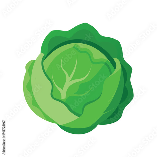  green cabbage head with detailed layered leaves