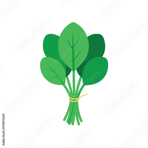 green leafy spinach bunch tied with string 