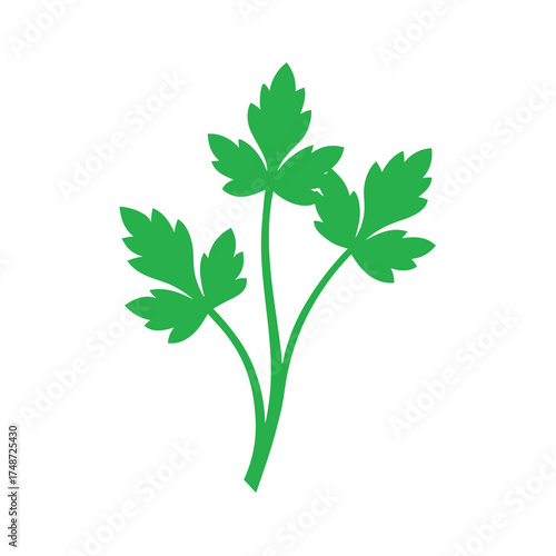  green parsley bunch with curly leaves 