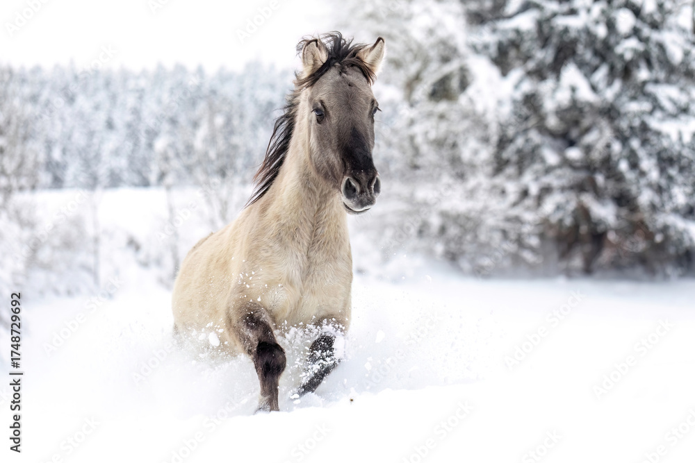 Obraz premium Konik horse running through deep snow in winter landscape, dynamic motion and natural beauty in cold season