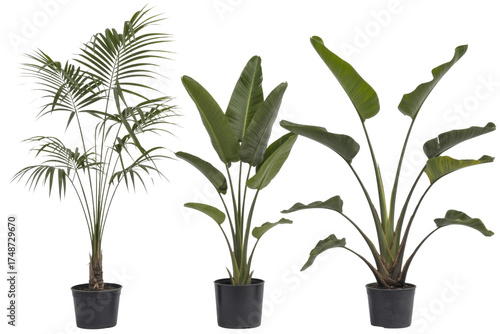 Three potted tropical plants, a palm and two bird of paradise plants, isolated on a transparent background. background removed