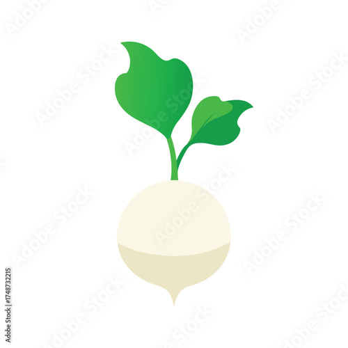 white radish with green leaves freshly pulled from 