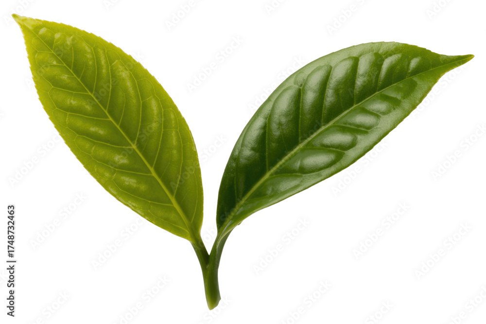 Fototapeta premium Two vibrant green tea leaves, freshly picked and isolated on a transparent background. background removed