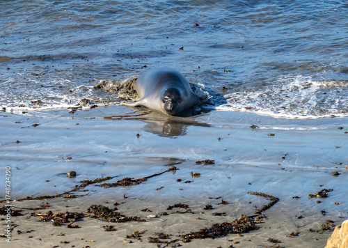 Fényképezés Seal coming ashore