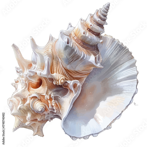 watercolor vector of Seashell, isolated on a white background.