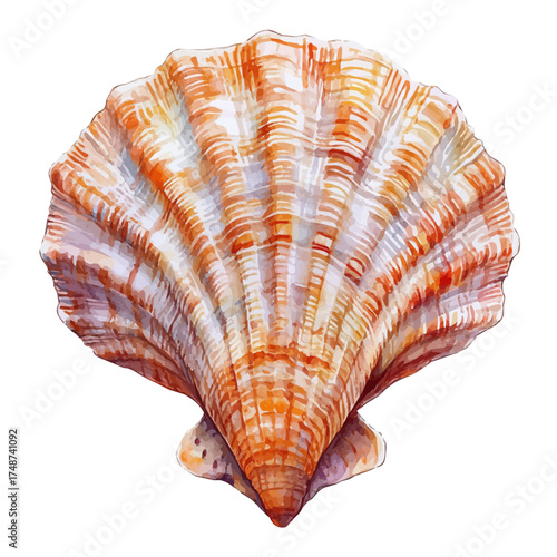 Seashell, watercolor drawing vector, isolated on a white background.