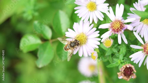Overhead capture showcases a striped hoverfly intently gathering nectar from a white aster, nestled within a garden blooming with lavender hues and verdant greenery in nature