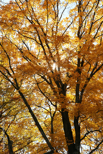 sunlight through autumn trees in the park