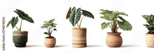 Five potted plants in various textures and shapes, displayed against a plain white background.  Potted foliage in muted tones, presented for display