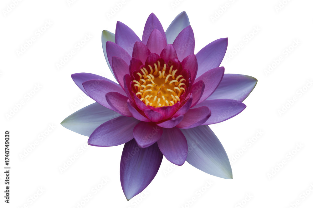 Obraz premium A vibrant purple water lily with a bright yellow center, isolated on a transparent background. background removed