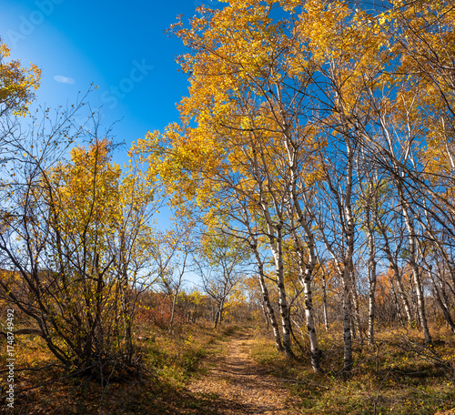 Douglas Provincial Park Sand Dune in Autumn