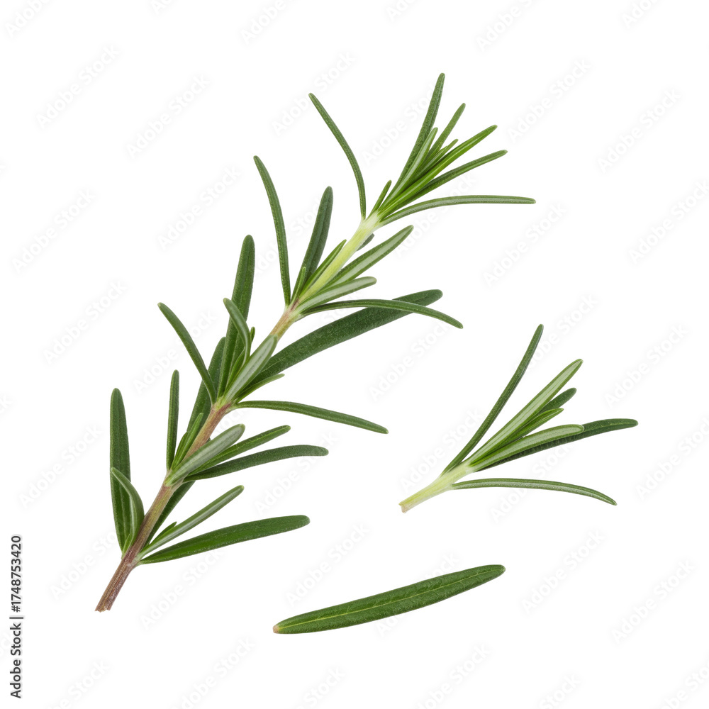 Fototapeta premium Fresh rosemary sprigs, isolated on transparent background, perfect for culinary or medicinal use. background removed