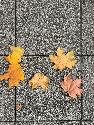 Autumn leaves on square gray paving slabs