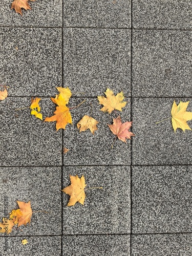 Autumn leaves on pavement tiles. Background
