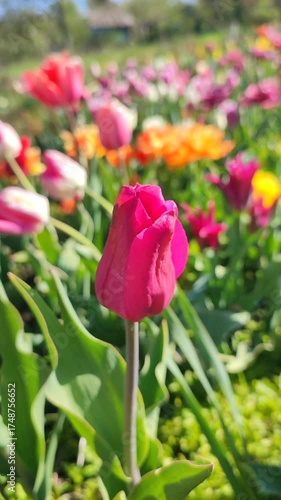 Beautiful varietal blooming tulip close up. Growing blossoming tulip flower with red pink petal on background of blurred multicolored flowering flowers on sunny spring day. Natural background Vertical