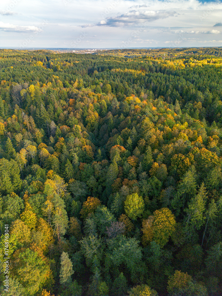 Obraz premium autumn landscape with trees