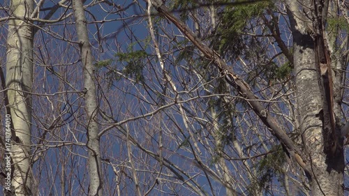 A pileated woodpecker pecking on the branch of a coniferous tree during a sunny day in the spring.