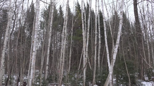 Snowfall on a dense birch forest with slender branches creates a calm, natural woodland scene. Ideal for nature, travel, or landscape stock, conveying serenity and quiet winter ambiance.