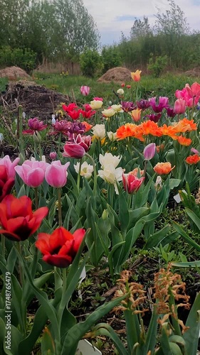 Many blooming colorful tulips flowers on spring day. Varietal blooming tulips. Blooming white pink red orange flowers and green leaves. Growing blossoming flowers. Nature. Natural background Vertical