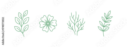 Botanical Outlines Showing Flower and Branches in Pale Green on White Background