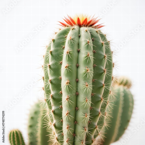 Tall green columnar cactus with orange red bloom on studio backdrop