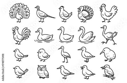 Collection of various bird line drawings featuring ducks, swans, and owls