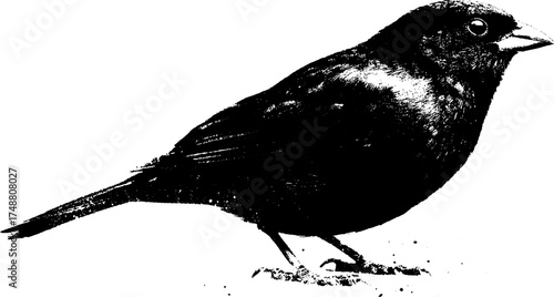 Black and white bird stencil art depicting a textured avian silhouette for design projects