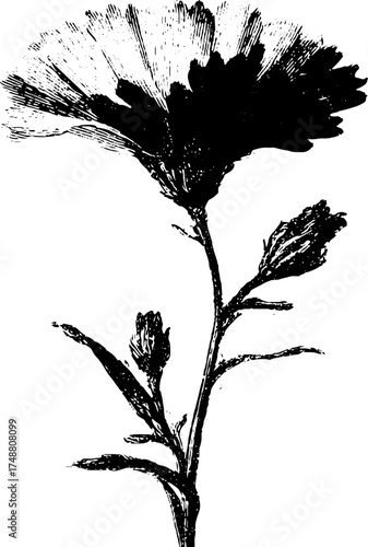 Intricate floral gear design in monochrome for art and decoration