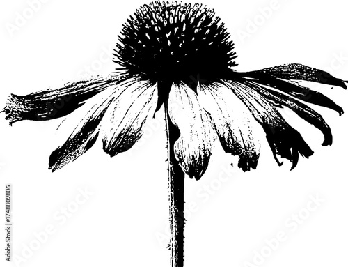 Black and white stencil illustration of a faded flower for vintage design
