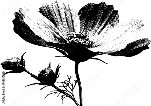 Surreal flower with eye stencil art - black and white botanical design