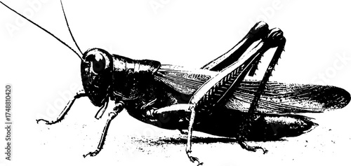 Black and white grasshopper stencil art for nature-inspired design