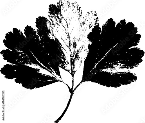Vintage black and white leaf stencil with torn edge for artistic design