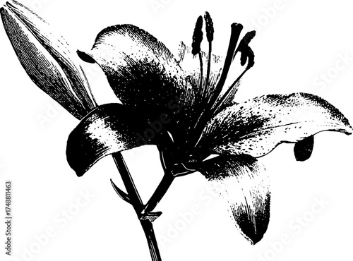 Black and white lily flower stencil silhouette for botanical art and decor
