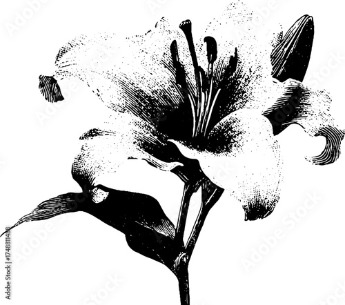 Elegant black and white lily flower stencil silhouette for artistic design and decor