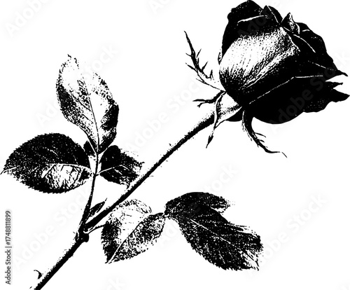 Black and white metal rose blooming stencil art for print or poster design