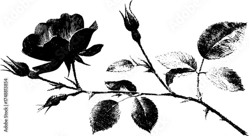 Black and white stencil illustration of a rose silhouette for art and design