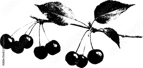 Black and white stencil illustration of a cherry tree branch